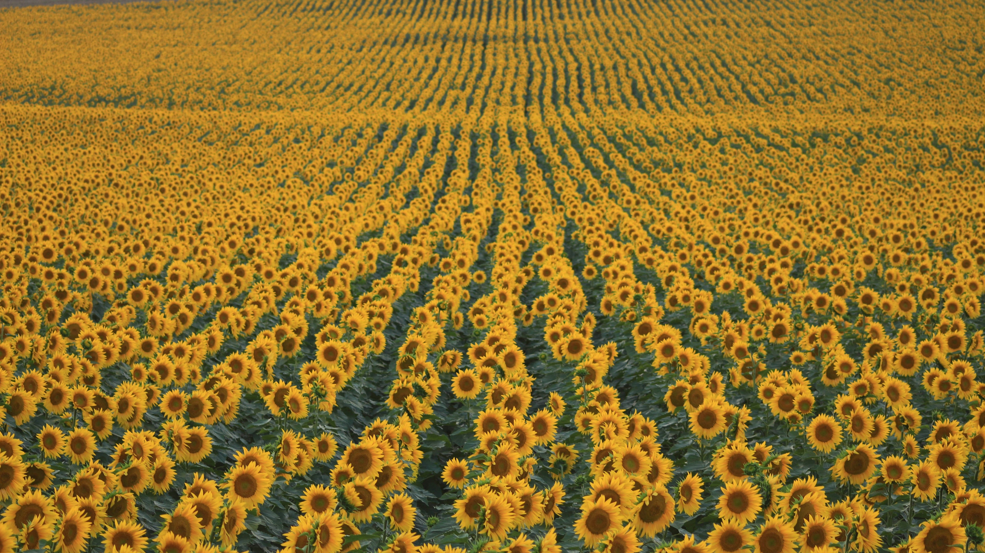 Field of Sunflowers